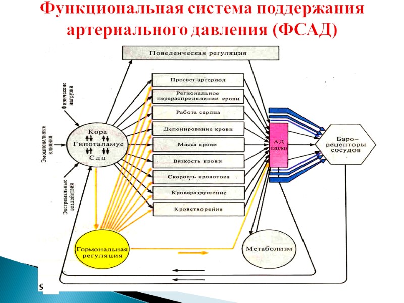 Функциональная система поддержания артериального давления (ФСАД)